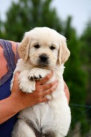 /album/fotogalerie/apollo-profil-jpg/